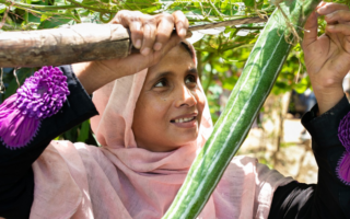 A Rohingya woman harvests a long plant from a tree.