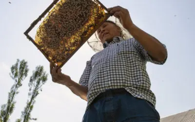 Citizenship tastes sweet to Kyrgyzstan beekeeper