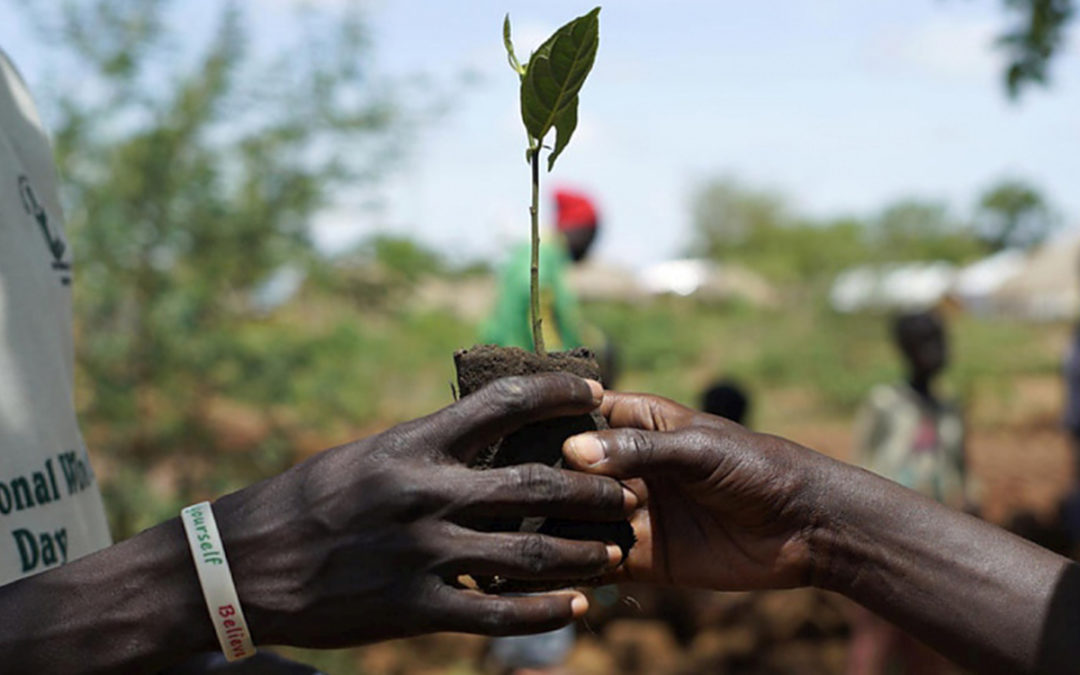 Refugee from South Sudan becomes an advocate for tree planting in Uganda
