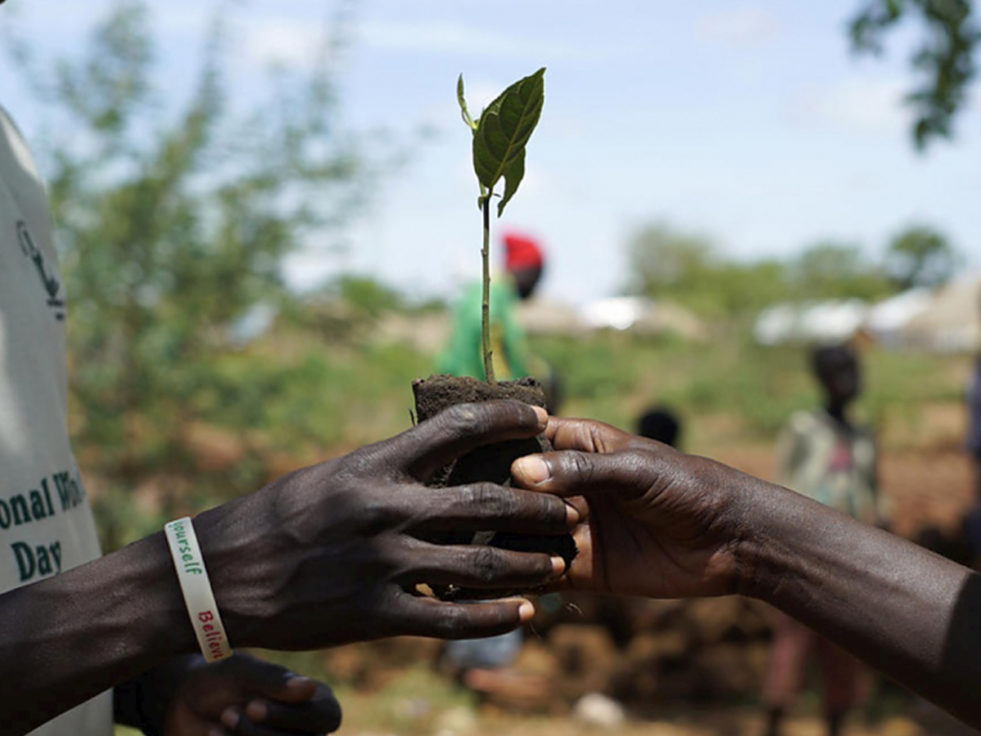 A man from South Sudan holds a sapling