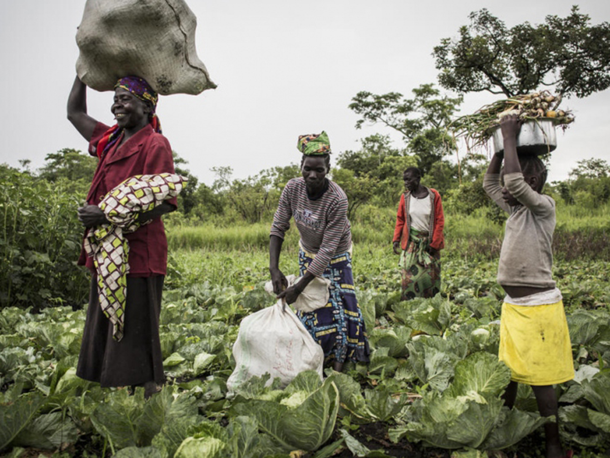 Women farm at a Biringi settlement