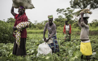 Des agricultrices sud-soudanaises qui font partie d'une coopérative de réfugiés et de locaux se préparent à rentrer chez elles après une matinée de récolte à l'installation de Biringi