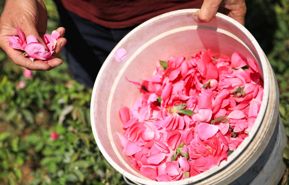Rose petals in a bucket