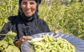 An Iraqi farmer harvests okra