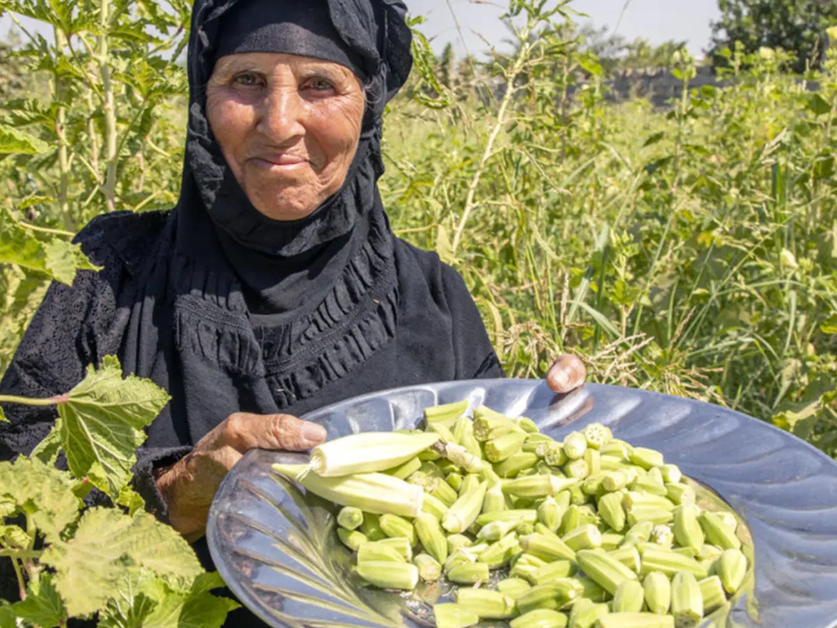 An Iraqi farmer harvests okra