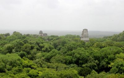 Forests in Guatemala find new guardians: refugees