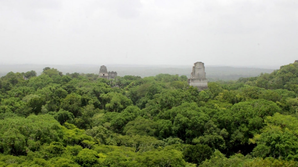 Forests in Guatemala find new guardians: refugees