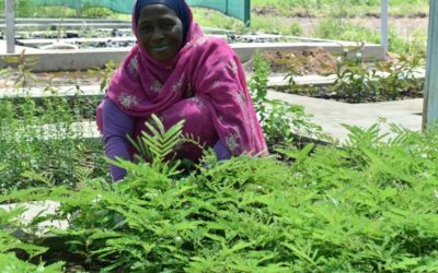 Restoring Sudan’s forest cover, one tree at a time