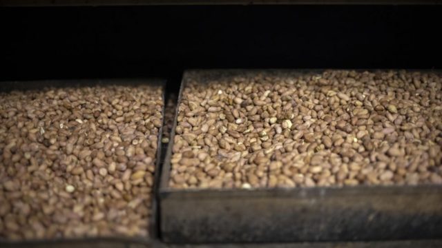 Trays of roasted peanuts on display at Congolese refugee Grace’s business in Pretoria, South Africa.
