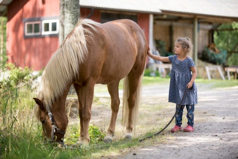 Diana rend visite à un cheval dans l’étable du voisin
