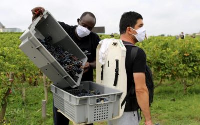 Refugees help French wine makers fill labour shortages
