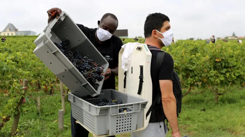 Refugees help French wine makers fill labour shortages