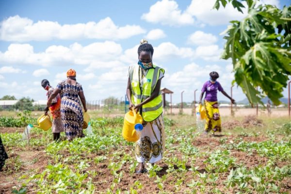 South Sudanese refugees tend their crops in Kenya.
