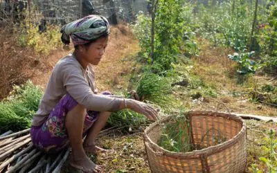 Pandemic-hit Rohingya refugees and local Bangladeshis get help to grow food