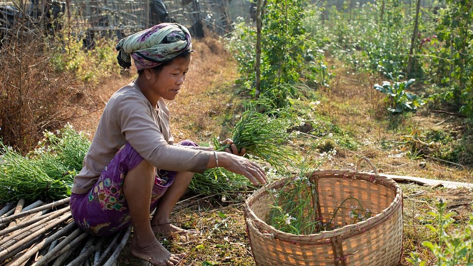 Des réfugiés rohingyas et des Bangladais affectés par la pandémie reçoivent de l’aide pour leurs jardins potagers