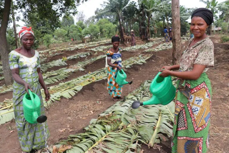 Internally displaced and local women grow vegetables together on community land in Rutshuru Territory, in the Democratic Republic of the Congo’s North Kivu province
