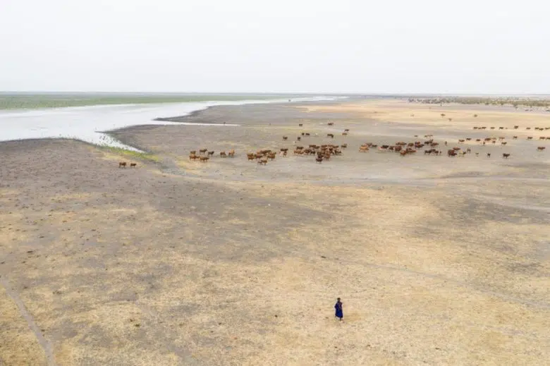 cattle on dry land 