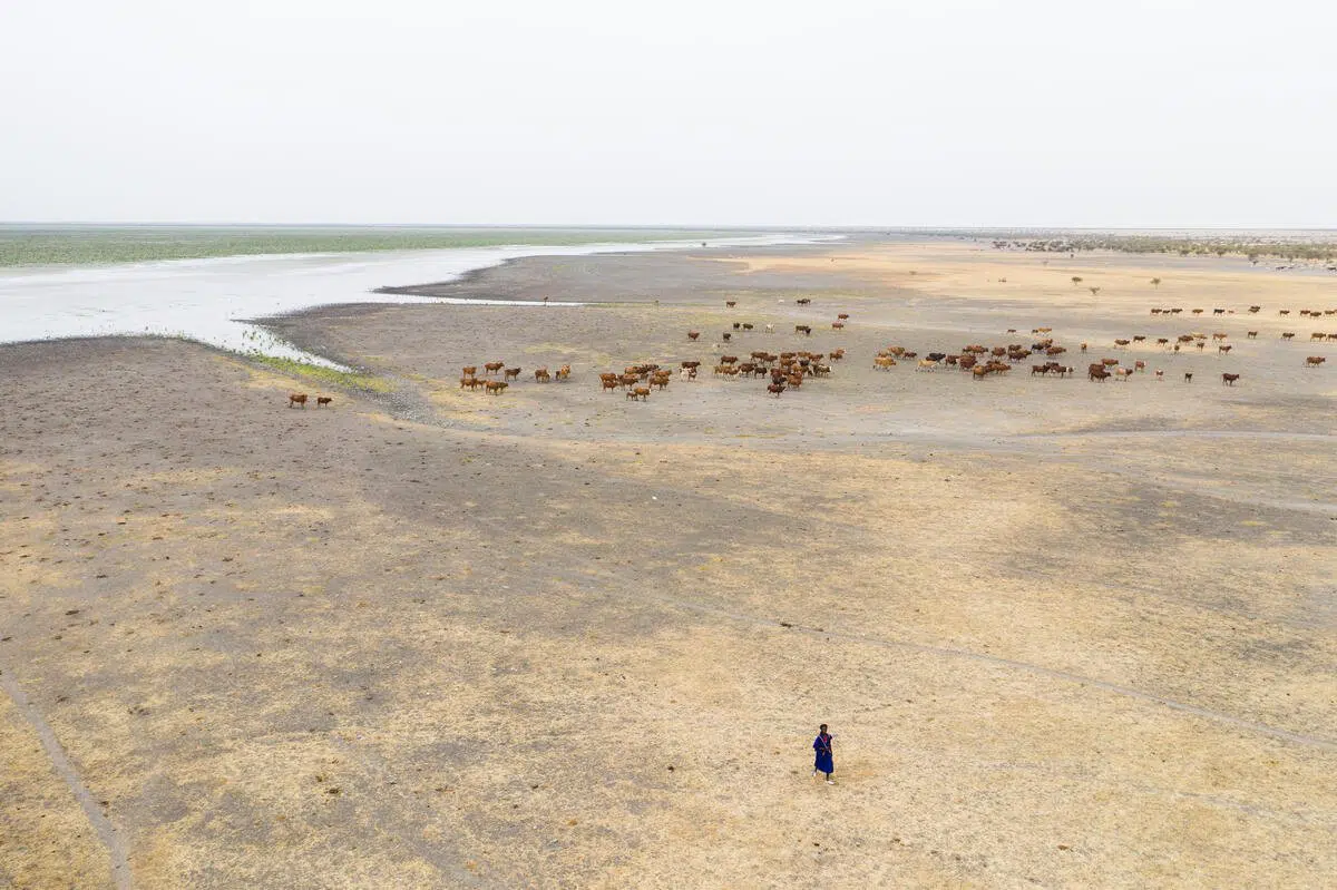 A Fulani herdsman waters his animals at Lake Mahmouda, Mauritania. Climate change is threatening the livelihoods of communities around the Lake, including Malian fishermen who fled there to escape the impacts of climate change in their own country