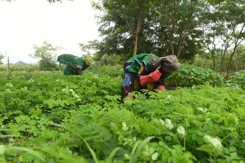 Cameroon. Reforestation project turns refugee camp green again.