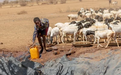 Ethiopian families struggle to survive amid record drought