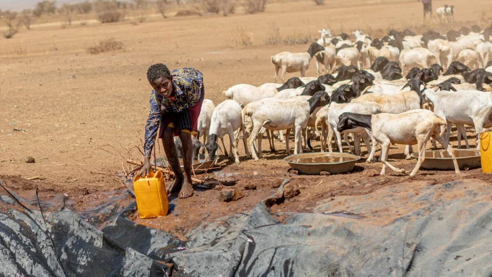 Face à une sécheresse record, des familles éthiopiennes luttent pour survivre