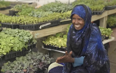 Somali Bantu refugees offer new roots and bountiful harvest in Maine