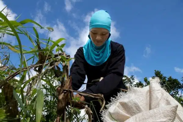 Meepia récolte du maïs séché dans les champs qu’elle loue pour arrondir ses fins de mois. En tant qu’apatride non enregistrée, elle a eu du mal à terminer ses études ou à trouver un emploi.