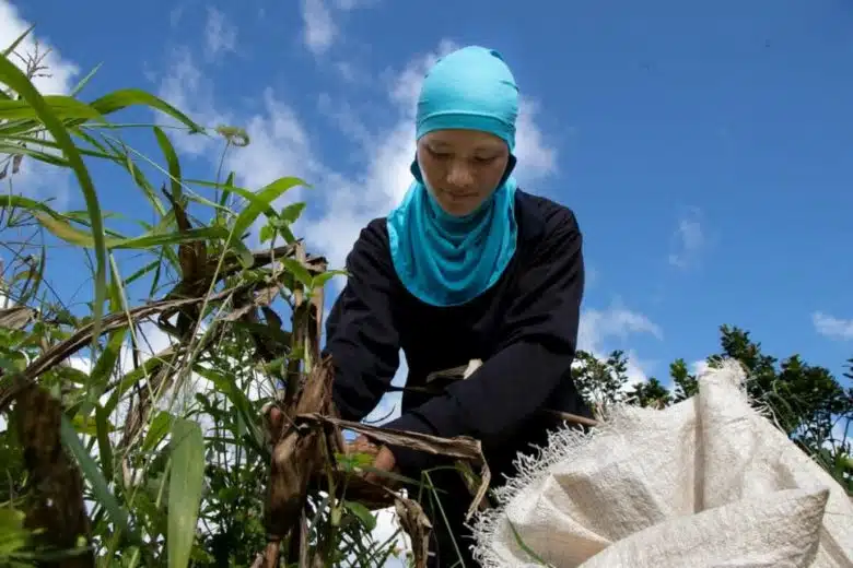 Meepia harvests dried corn in the fields