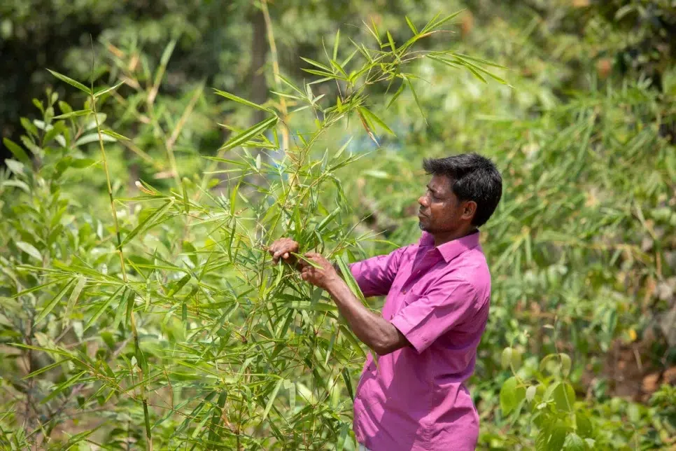 Le HCR et ses partenaires sollicitent 876 millions de dollars pour venir en aide aux réfugiés rohingyas et à leurs hôtes bangladais