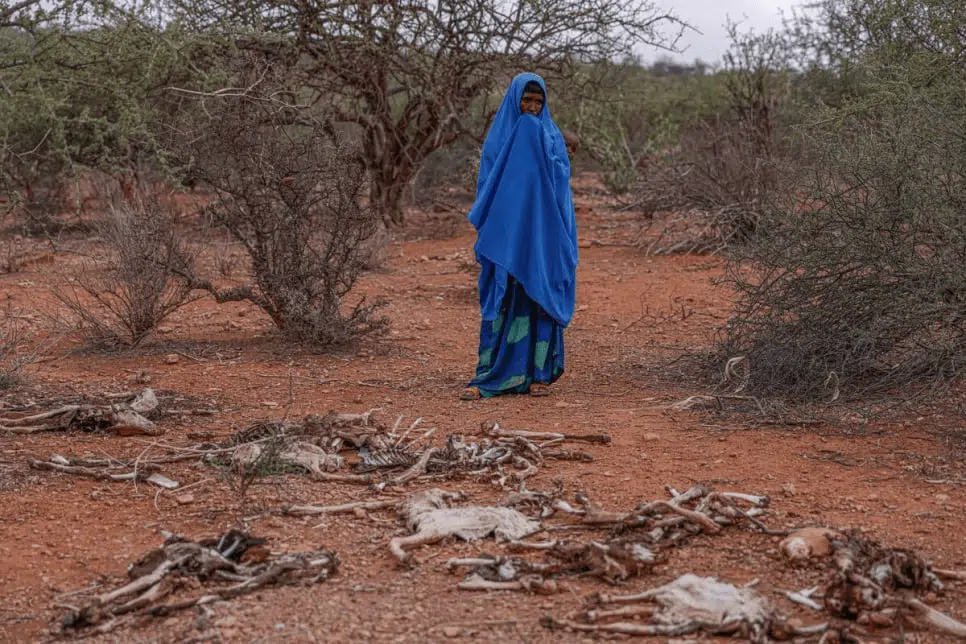 La sécheresse entraîne des pénuries alimentaires qui mettent en danger la vie des réfugiés en Éthiopie