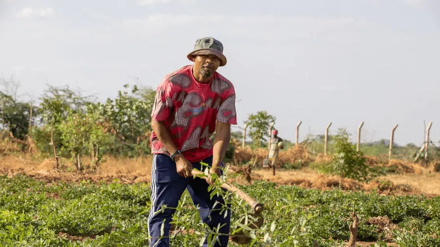 Thriving refugee farm cooperative gives hope in Kenya’s Kakuma camp