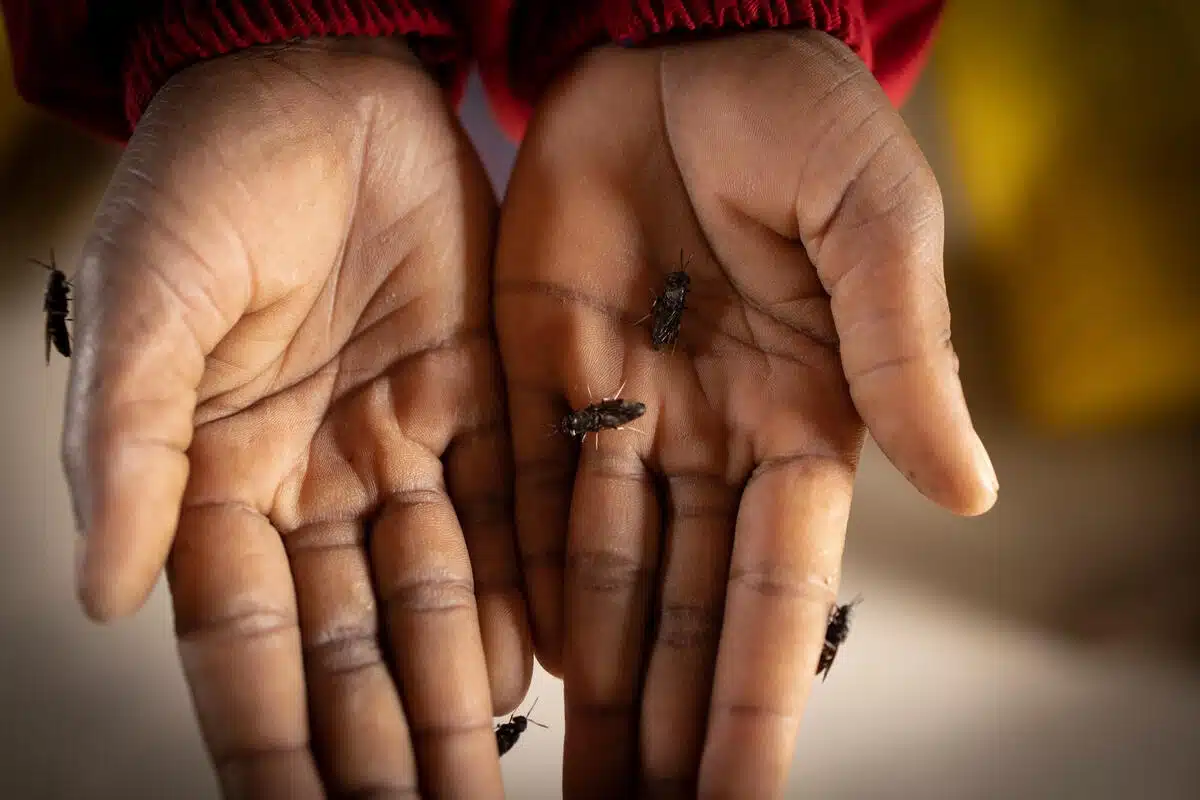 There is a big plan on a person's hands. There are black flies on their hands.