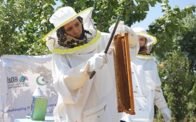 Harvesting honey in Afghanistan raises hopes for a sweeter future