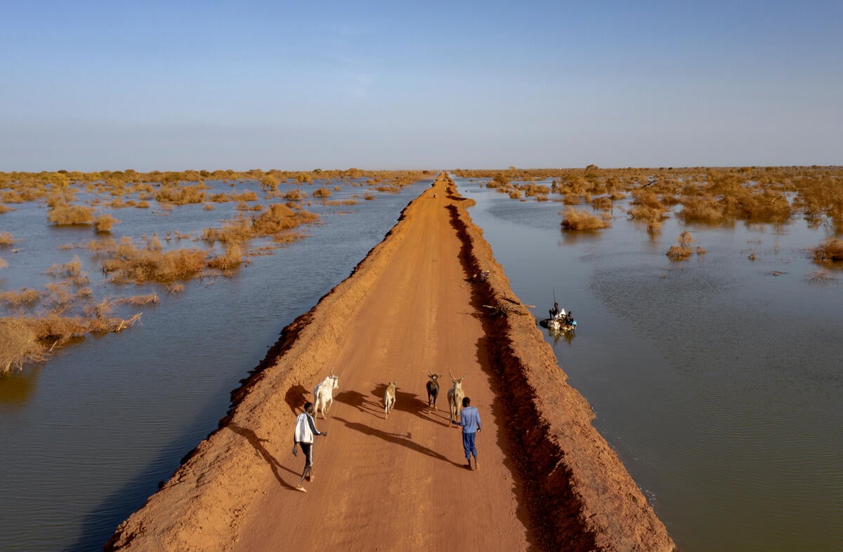 Two men and their four animals walk down a narrow dirth path. Water almost touches each side of the path.
