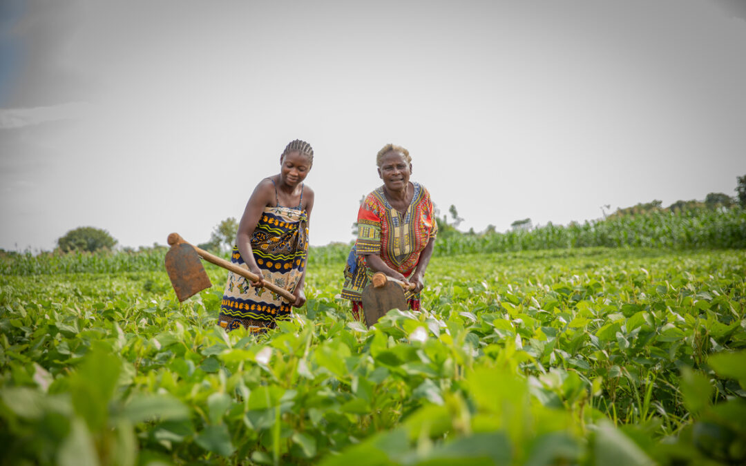 Zambia’s refugee policy encourages farmers to be self-reliant
